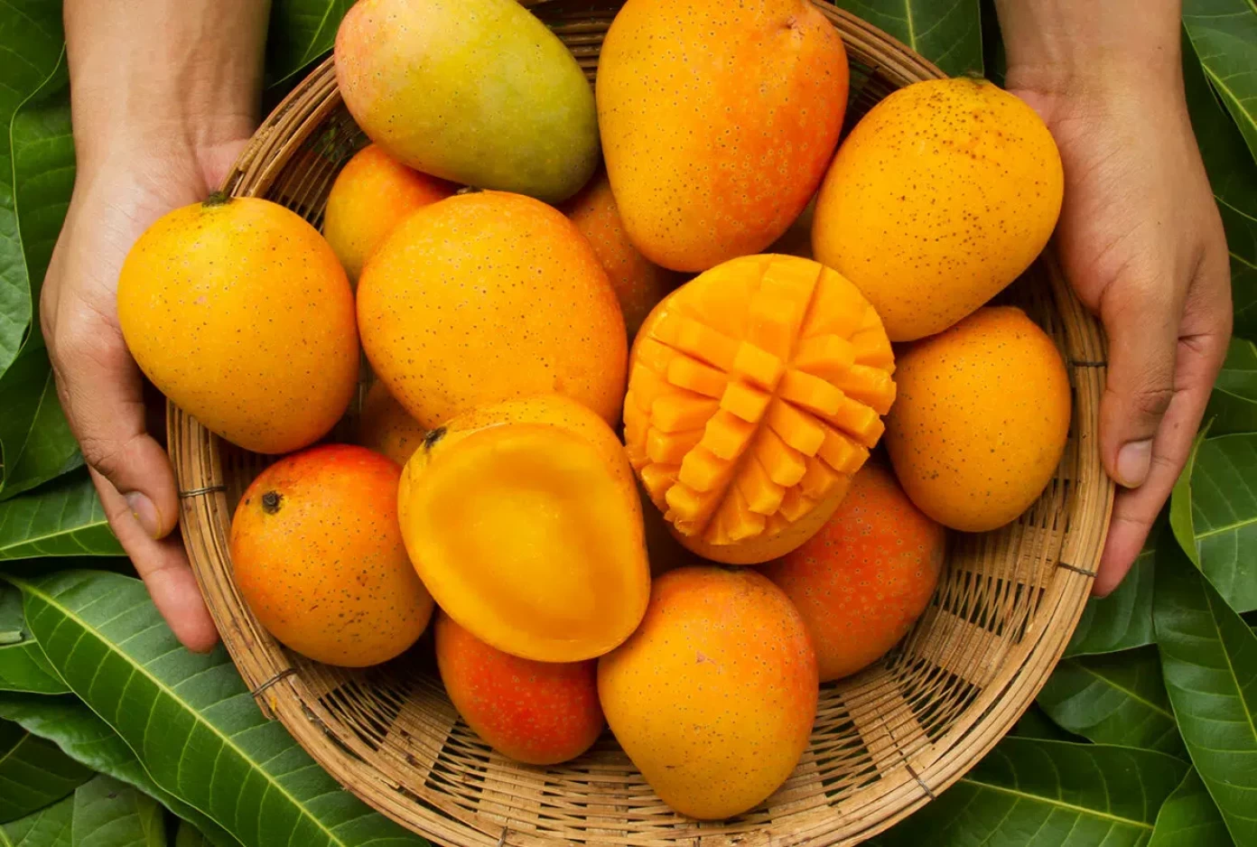 Mango diplomacy goes west: Seattle gets a taste of India’s summer king